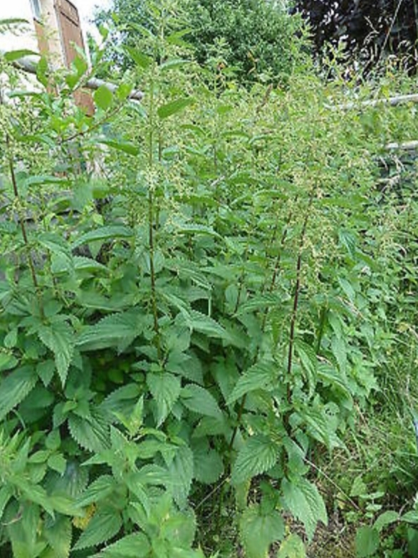 Annexe 20200416_114816.jpg