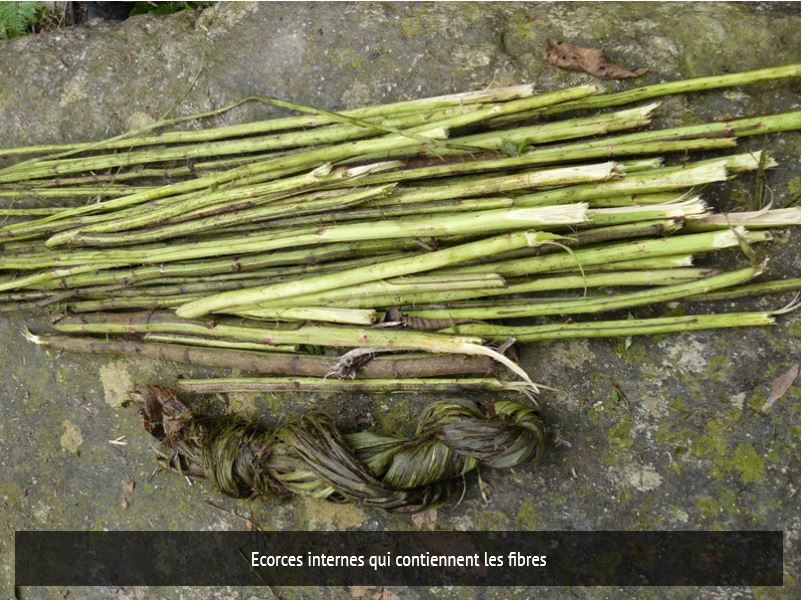 Annexe écorces dorties photo Natural Ethic.JPG