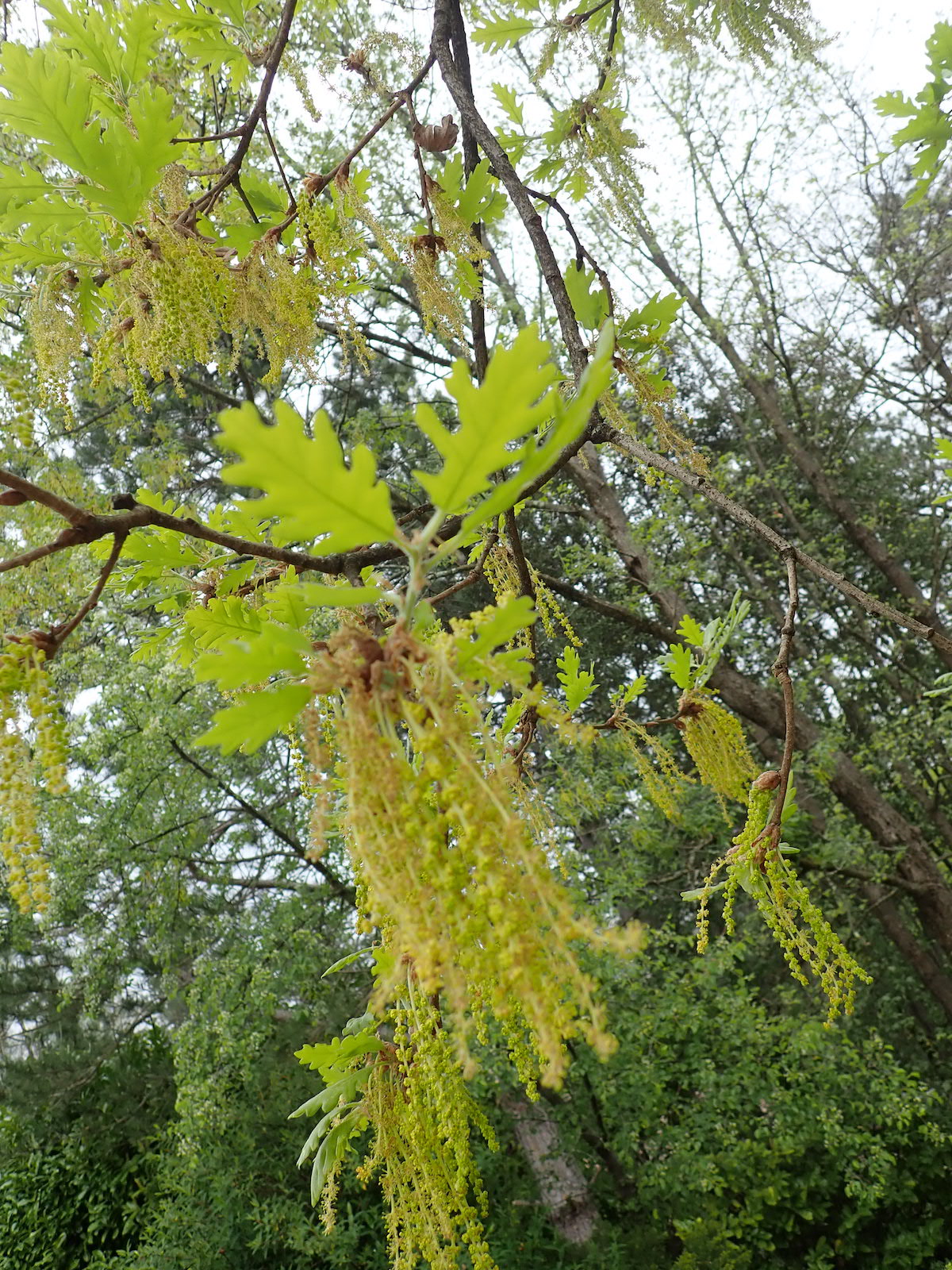 Annexe P4160255 - copie.jpg