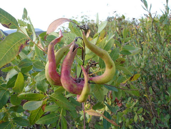 Annexe galle pistachier terebinthe.png