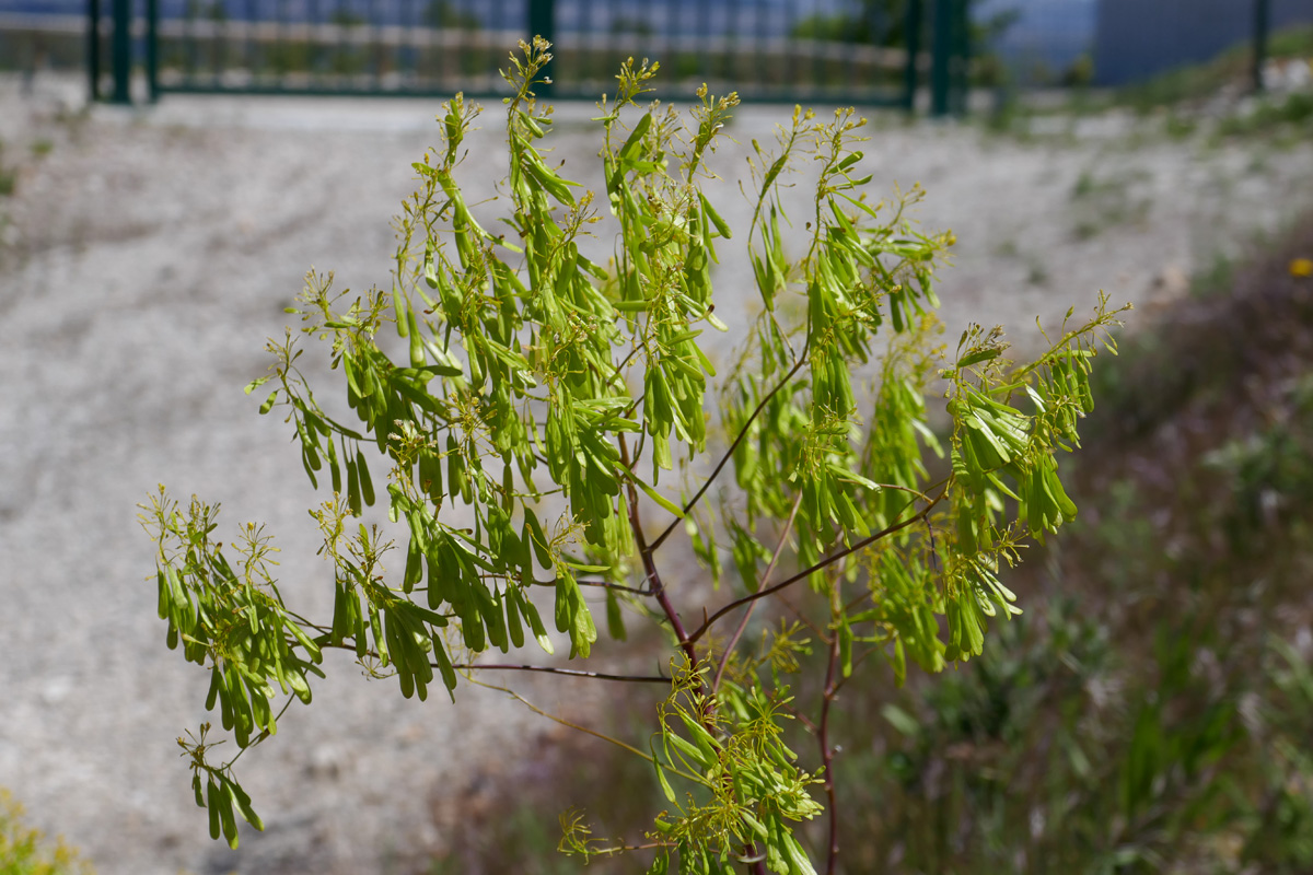 Annexe Isatis_tinctoria_gardanne.jpg