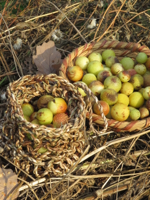 Annexe galles_de_chene-fbb31.jpg