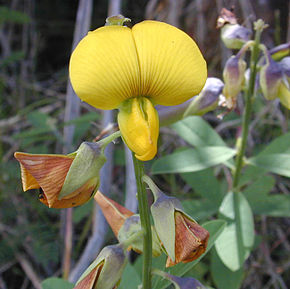 Annexe 290px-Crotalaria.jpg
