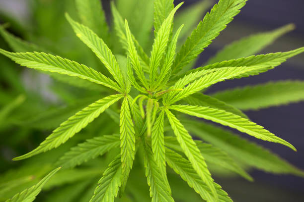 Annexe istockphoto-845965778-612x612.jpg