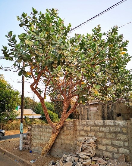 Annexe pommier de sodome.jpg