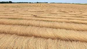 Annexe rouissage  du lin.jpg