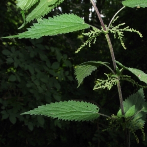 Annexe ortie commune.jpg