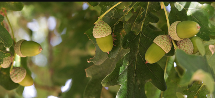 Annexe 20200418_003707.png