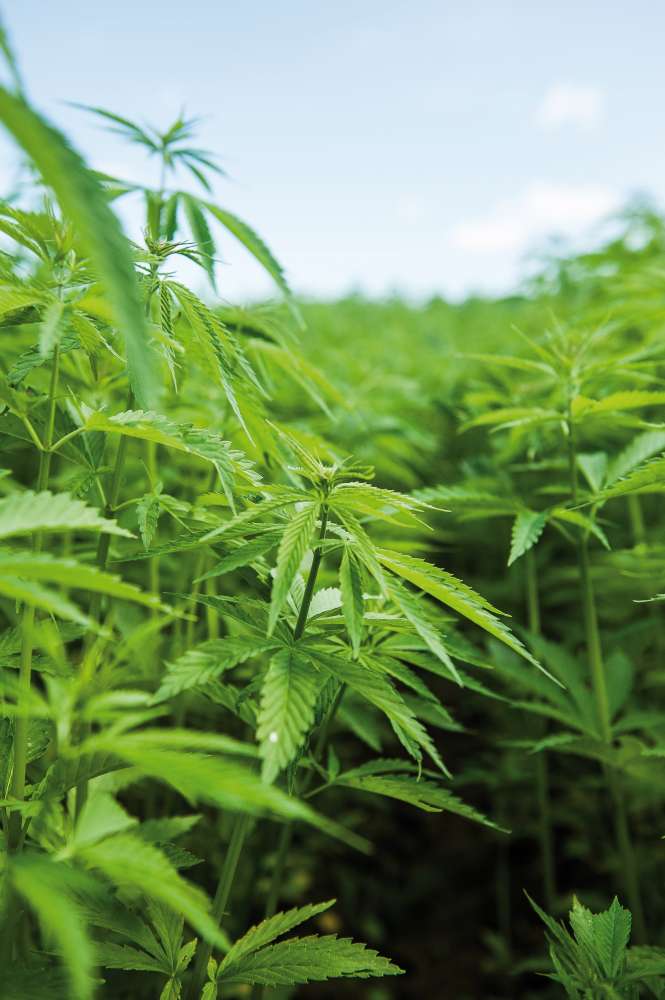 Annexe champ-chanvre-terredelin[1]-min.jpg