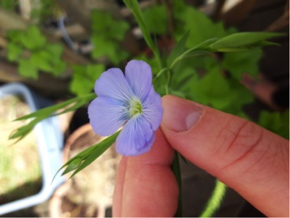 Annexe Sans titre.png