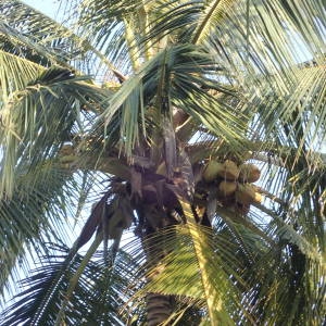 Annexe img_002345381CRS.jpg