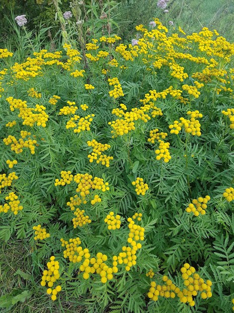 Annexe 20190908_131944.jpg