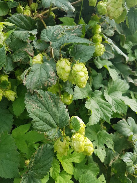 Annexe 20190908_142203.jpg