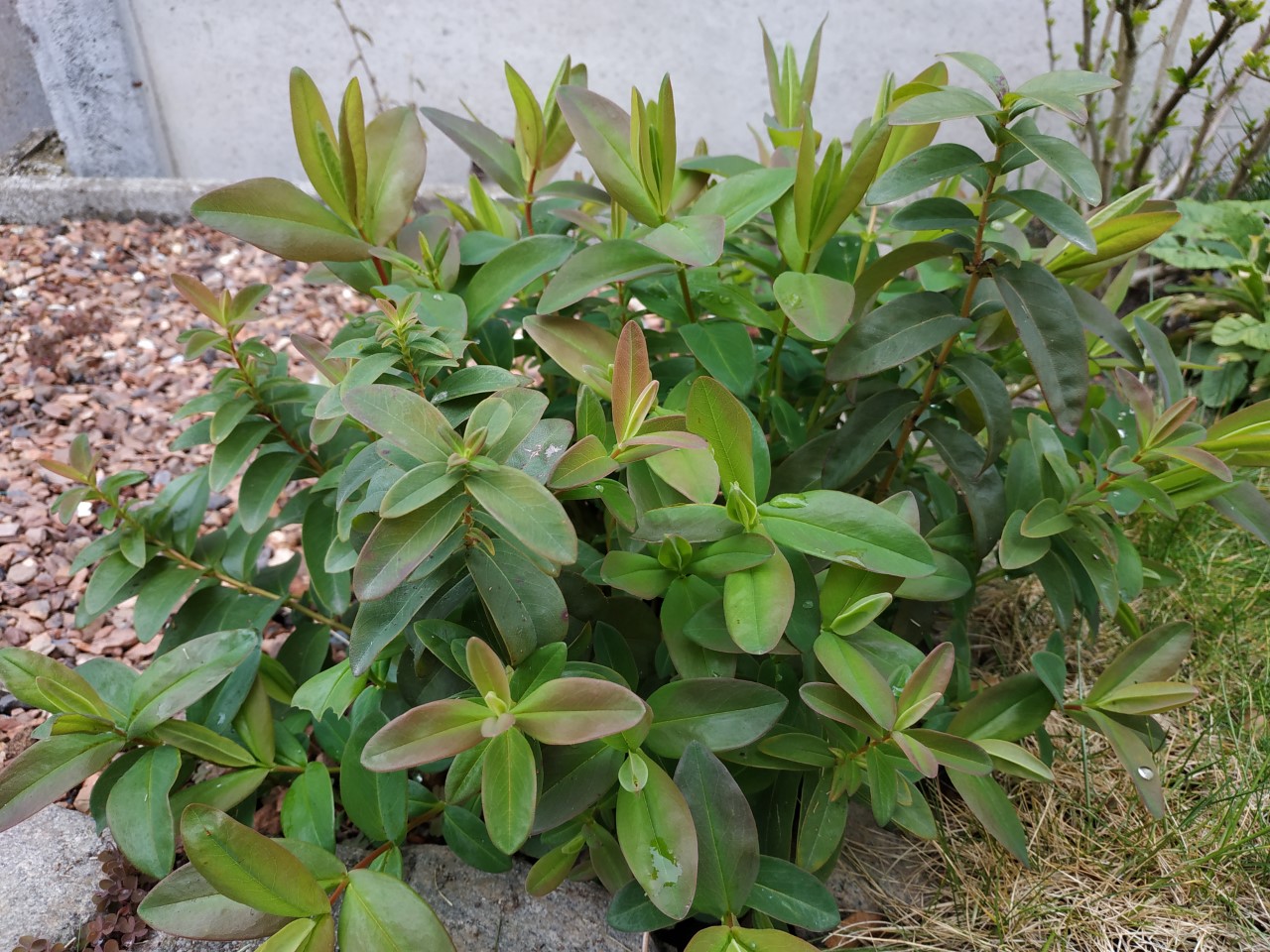 Annexe millepertuis1.jpg