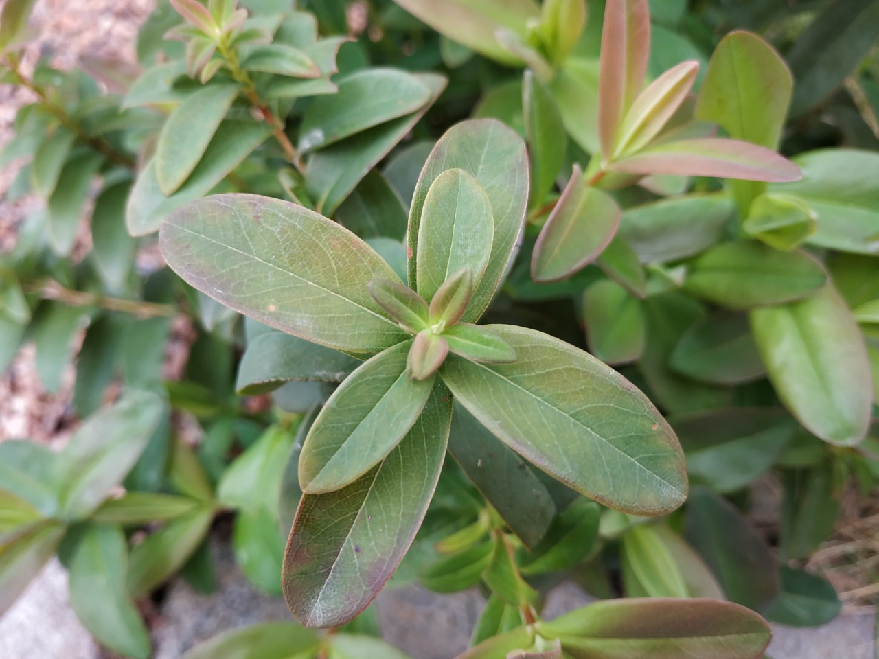 Annexe millepertuis2.jpg