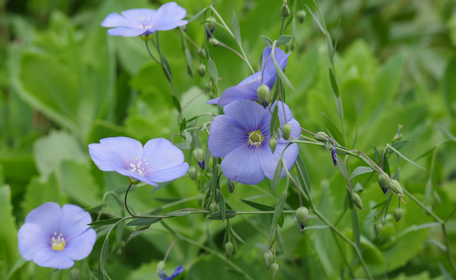 Annexe linum-usitatissimum-191045.jpg