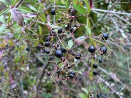 Annexe garance2.jpeg