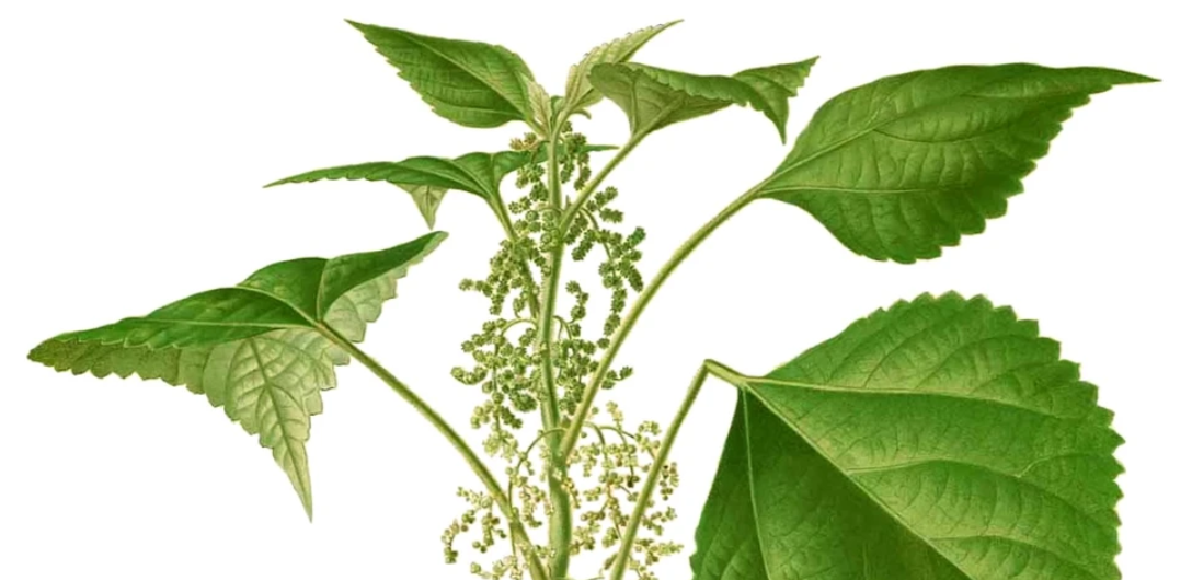 Annexe plante de ramie.PNG