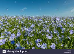 Annexe Lin cultivé_alamy.jpeg