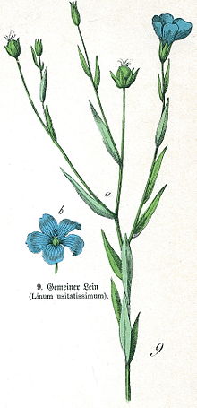 Annexe Linum usitatissimum_ Wiktionnaire.jpg