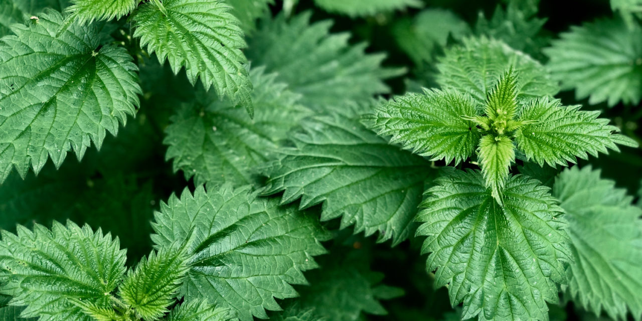 Annexe ortie_crédit_recettes-cuisine-bio.fr.jpg