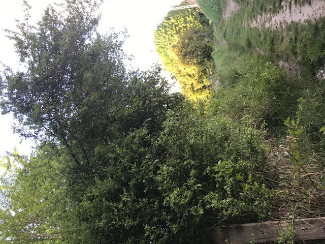 Annexe Prunelier1.jpg