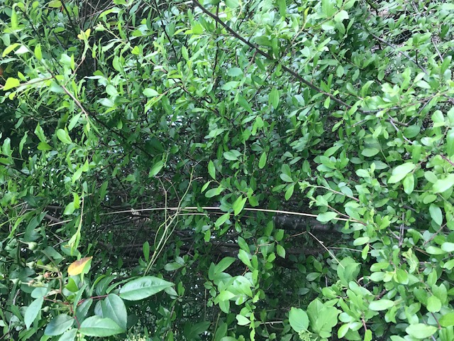 Annexe Prunelier2.jpg