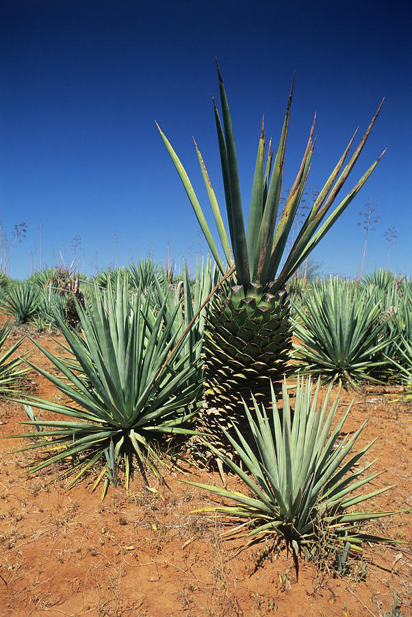 Annexe sisal-agave-sisalana.jpg