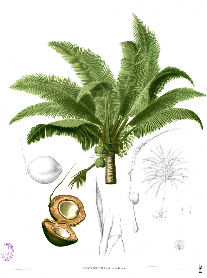 Annexe cocotier-coco-nucifera.png