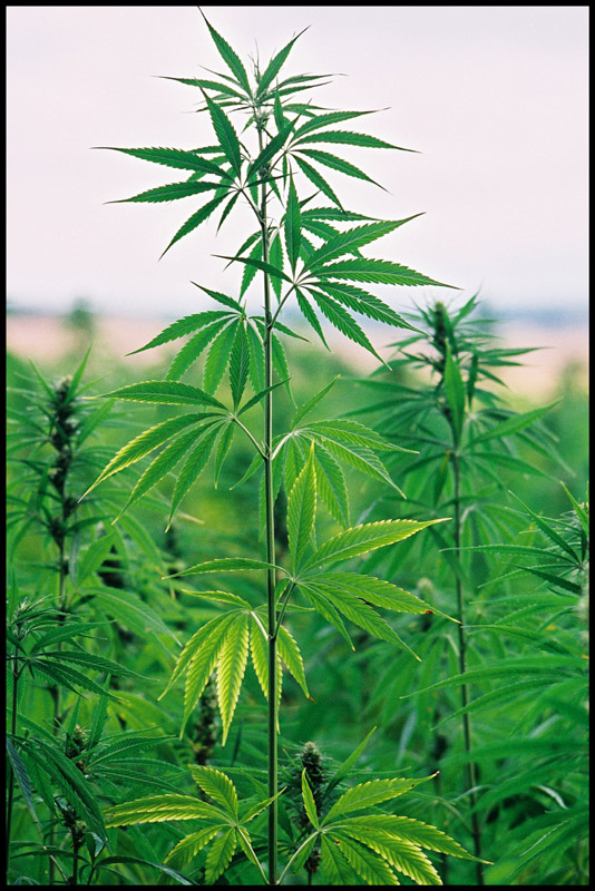 Annexe http3.bp.blogspot.com-xNl9oyUmnusT0vJZwLNWGIAAAAAAAAAyQP_K0rpBwQ0As1600chanvre+2.jpg