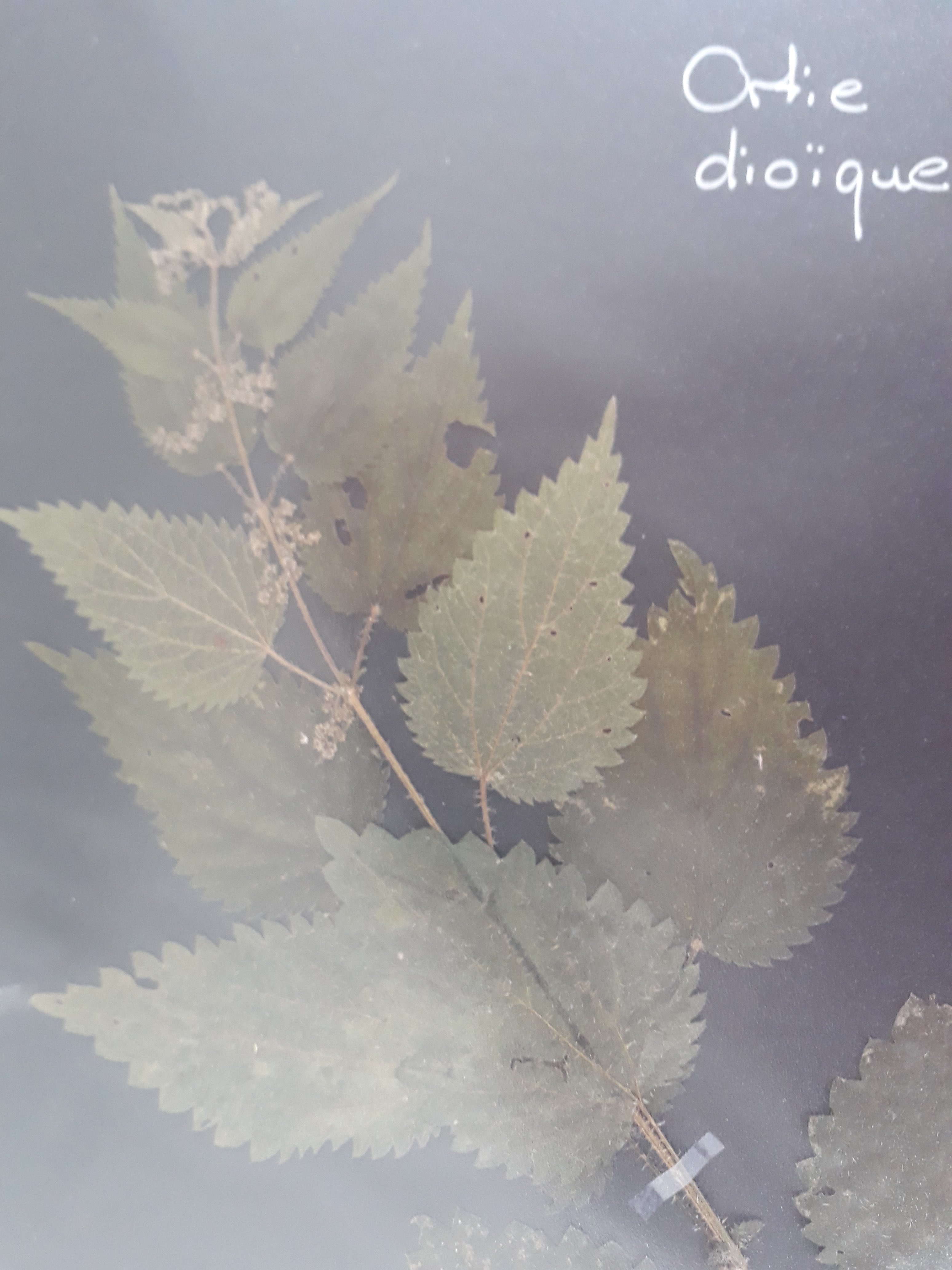 Annexe Ortie dioïque.jpg