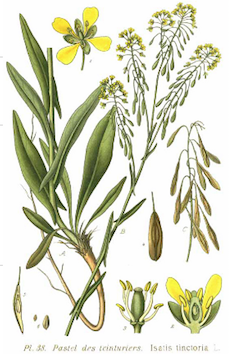 Annexe isatis tinctoria.png