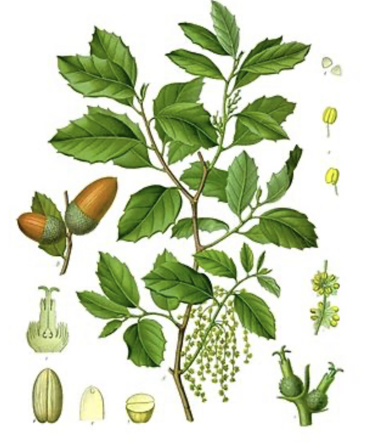 Annexe 450CBF83-64E4-4544-A61A-B34ACD926BD3.jpeg