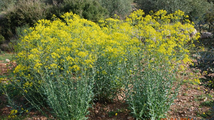 Annexe 870x489_pastel_des_teinturiers.jpg