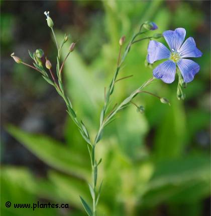 Annexe linum-usitatissimum.jpg