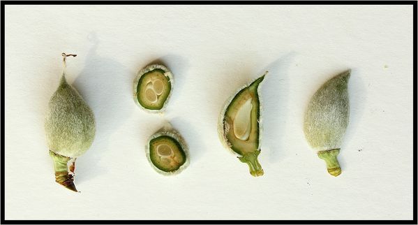 Annexe amandier-8307.jpg