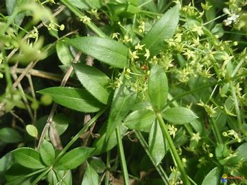 Annexe plant de garance.jpg
