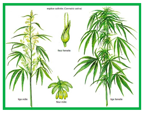 Annexe Capture d’écran 2020-04-20 à 16.37.32.png