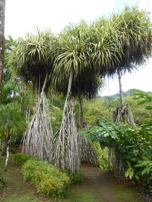 Annexe Pandanus-sanderi-racines-e1425427119168.jpg