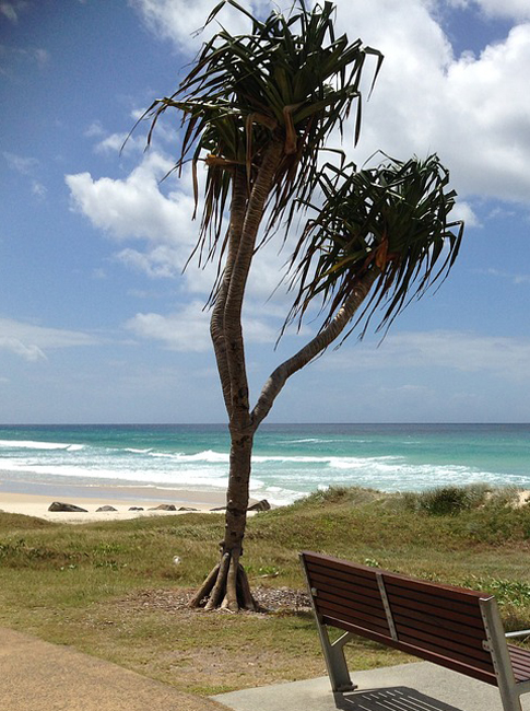 Annexe racines-pandanus-113855.jpg