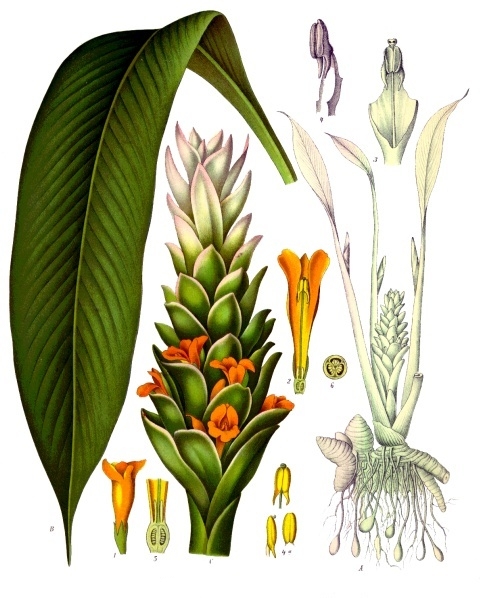 Annexe Curcuma_longa_-_Köhler–s_Medizinal-Pflanzen-199.jpg