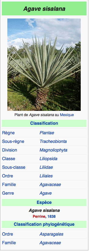 Annexe sisal wikipedia.jpg