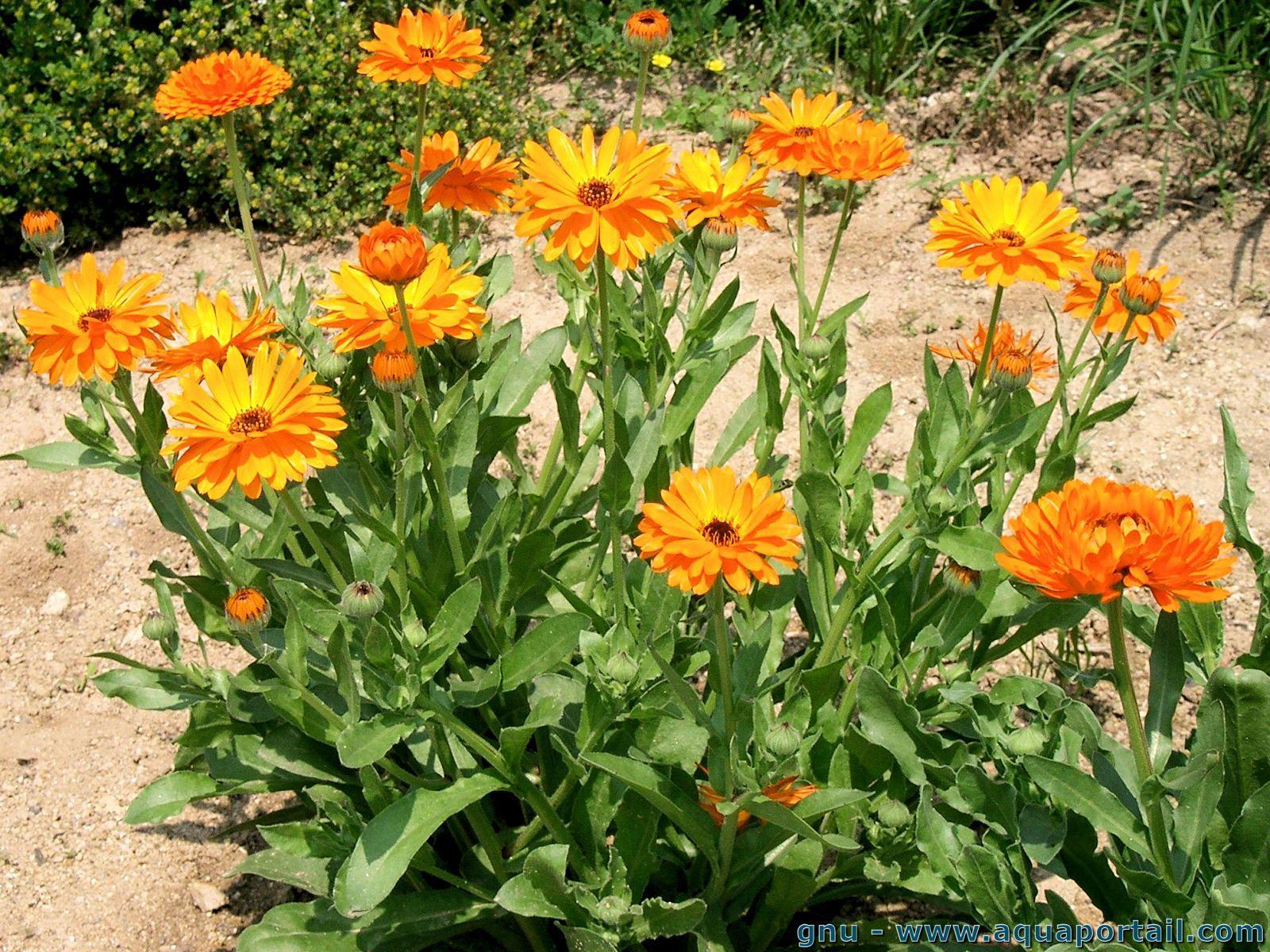 Annexe calendula-officinalis.jpg