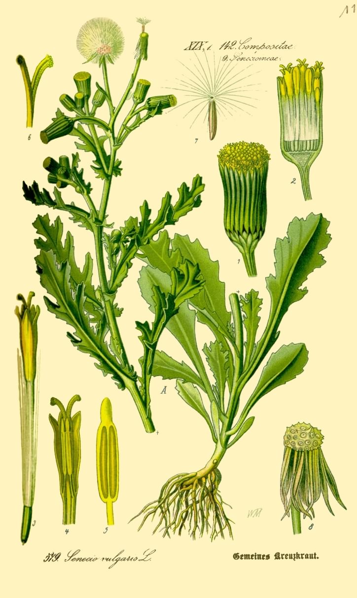 Annexe seneciovulgaris1885thome.jpg