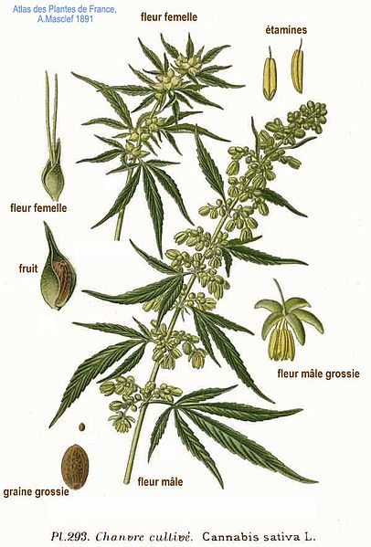 Annexe 406px-293_Cannabis_sativa_L.jpg