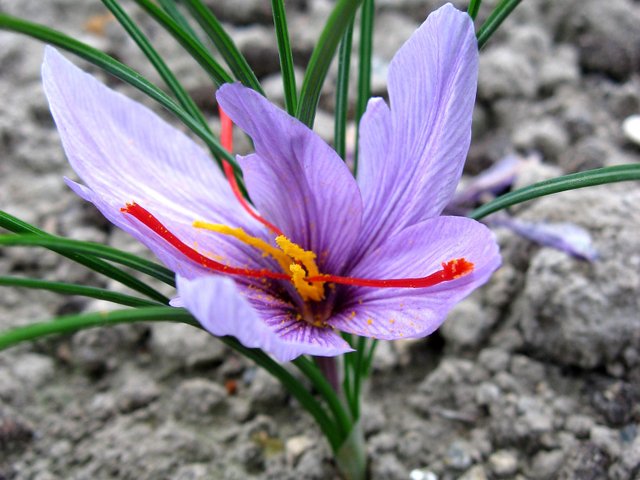Annexe crocus-a-safran-sativus.jpg