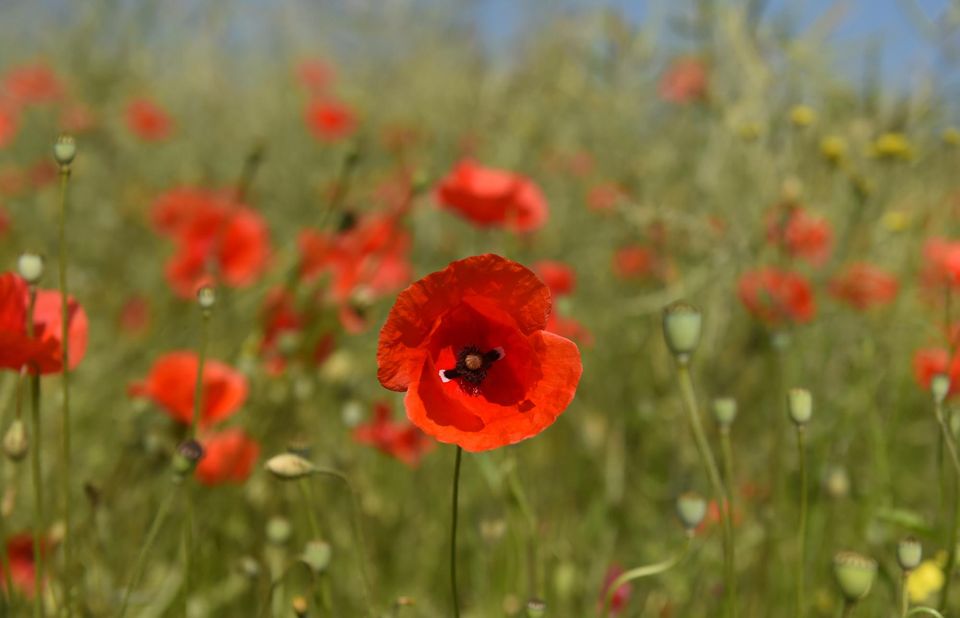 Annexe coquelicot.jpg