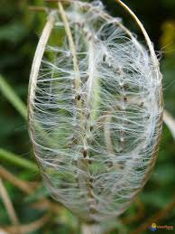 Annexe épilobe hirsute graines.jpg