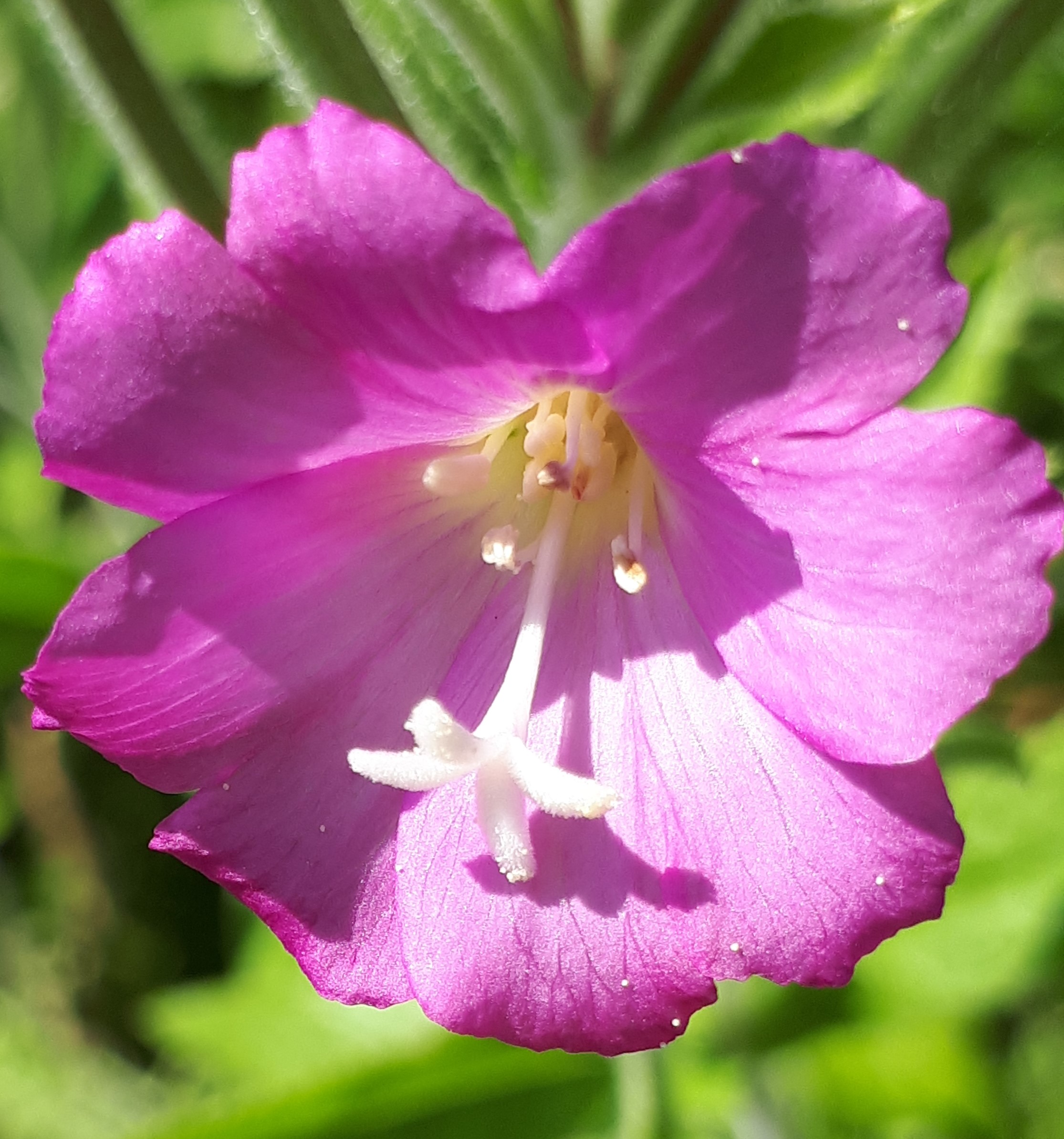 Annexe 20180704_172351 (2).jpg