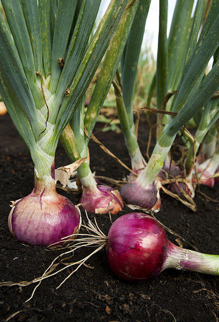 Annexe 440px-ARS_red_onion.jpg